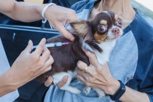 rabies vaccination