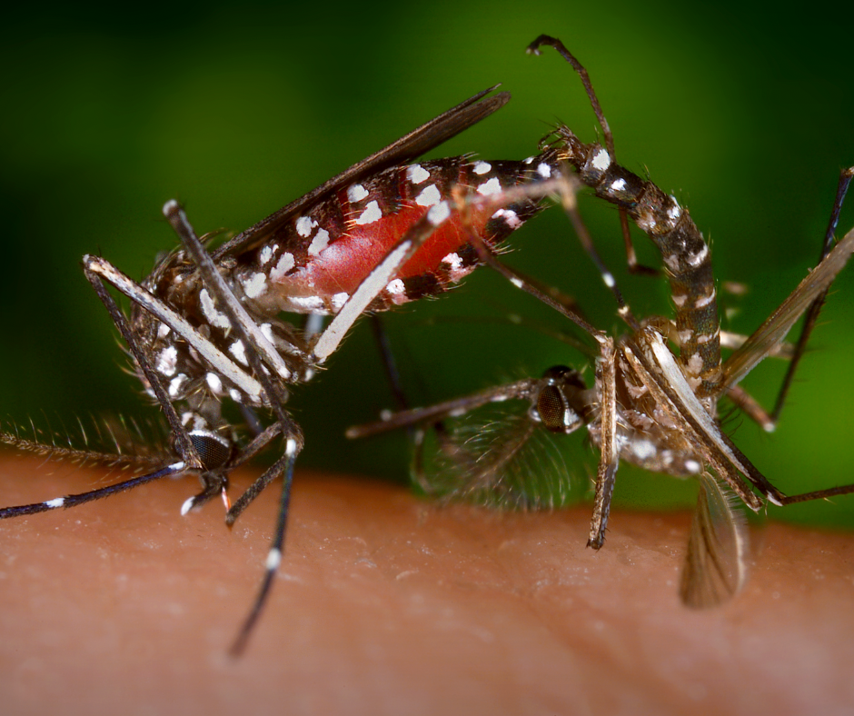 Dengue Fever Vaccination